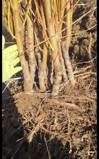 نهال شلیل مغان اصل