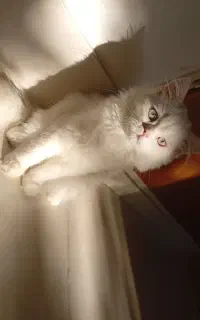 گربه