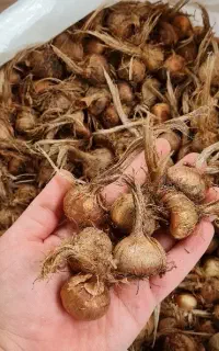پیاز زعفران قائنات