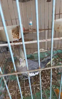 عروس هلندی