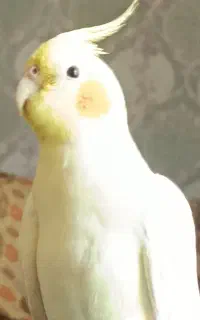 عروس هلندی گم‌شده