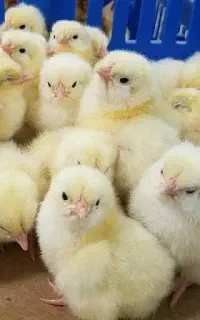جوجه راس ۳۰۸ گوشتی