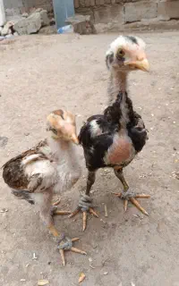 ۲عدد جوجه لاری
