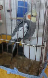 عروس هلندی نر