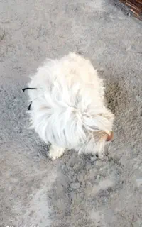 سگ شیتزونژاد اصل   چشم ابی