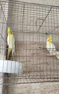 عروس هلندی