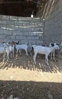 کهره سومالی ۱۰راس سالم بدون عیب