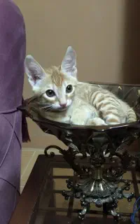نگهداری از گربه شما