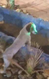 سگ  نژاد جک راسل