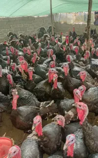 بوقلمون