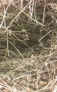 یونجه کاملا خشک شده