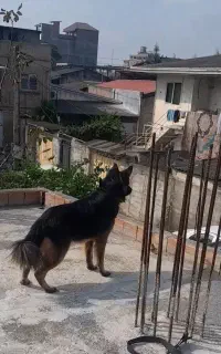 سگ ژرمن