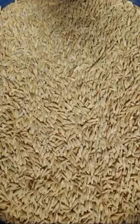 جو گندمی قاطی