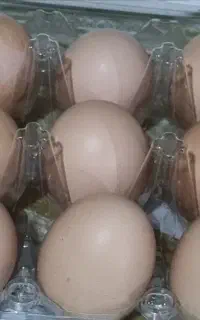 تخم مرغ برهما