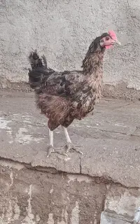 مرغ محلی تخم گزار