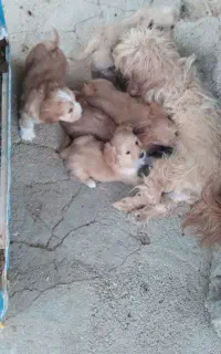 سگ پشمالو