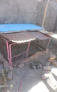 لانه مرغ وکبوتر