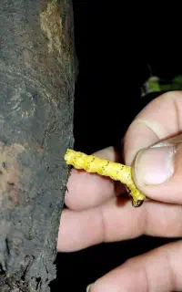 دفع کرم خراط، شانکر و آتشک به صورت تضمینی