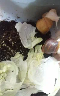 حلزون مولد