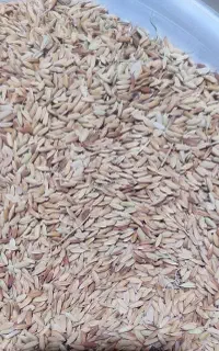 چلتک بذری درجه یک