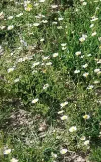 گشنیز