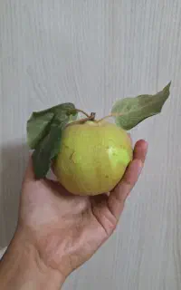 فروش میوه به تازه و باکیفیت