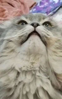 گربه اسکاتیش