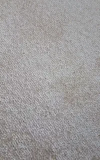 پالاز موکت نو