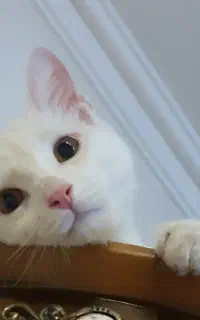 واگذاری گربه نر پنج ماهه