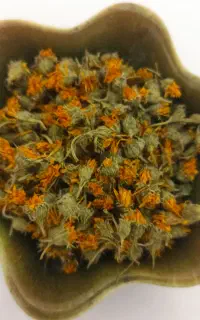 کل همیشه بهار