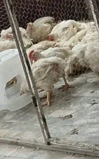 مرغ گوشتی زنده و مرغ تخمی