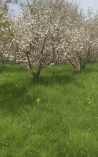 هرس درختان میوه وغیره سم پاشی مخصوص شته