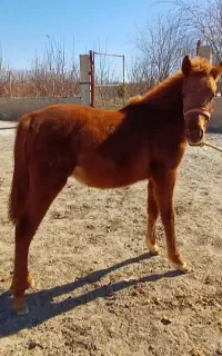 چهار راس اسب. دوتاکره یکساله نریان ومادیان.