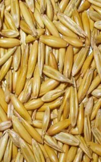 جو الوی صحرا محلی برای بذر