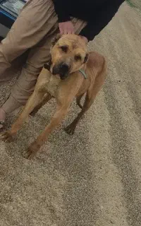 سگ سرابی گله‌ای