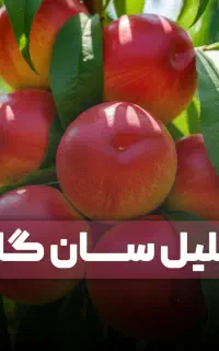 ارقام نهالهای مثمر درجه یک در سنقر