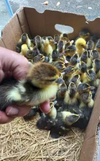 جوجه اردک اسرائیلی ۳ روزه ، ۲ هفته ای، ۲ ماهه