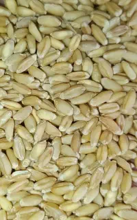 گندم بذری بوجاری شده