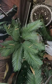 سیکاس