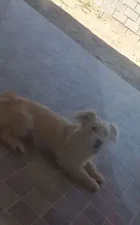 پاپی. سگ .