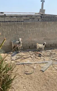 فروش بز با یک کهره نر بزرگ