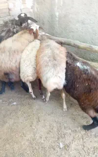 گوسفند داشتی وکشتاری میش