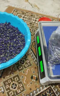 گل ختمی موثر در تابستان