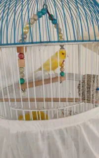 قناری نر بخون