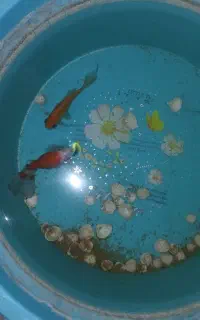 ماهی قرمز