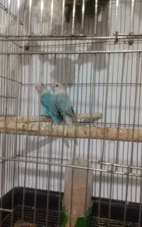 طوطی برزیلی اوپال آبی کله سفید