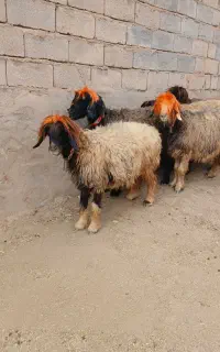 فروش میش اصیل بختیاری.آبستن.