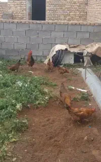 مرغ