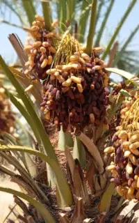 فروش خرما پیارم پنگ تکون سره درخت