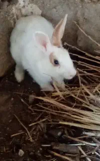 خرگوش